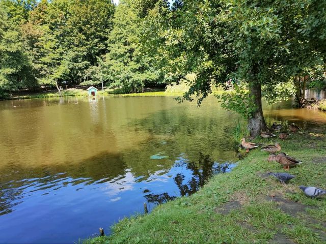 Forest Feels & Cat Surprises at Zelenogradsk City Park