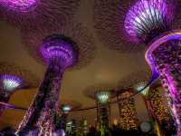 🌟 Supertree Grove – สิงคโปร์ 🌳✨