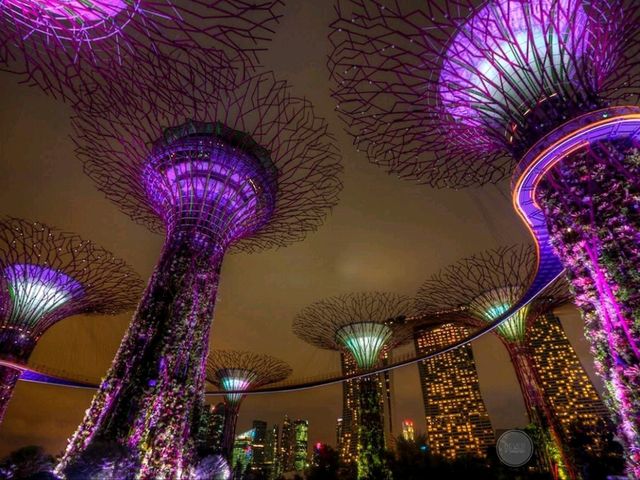 🌟 Supertree Grove – สิงคโปร์ 🌳✨