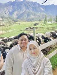 3 Things You Must Do at Desa Dairy Farm
