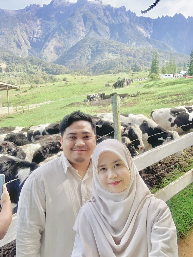 3 Things You Must Do at Desa Dairy Farm