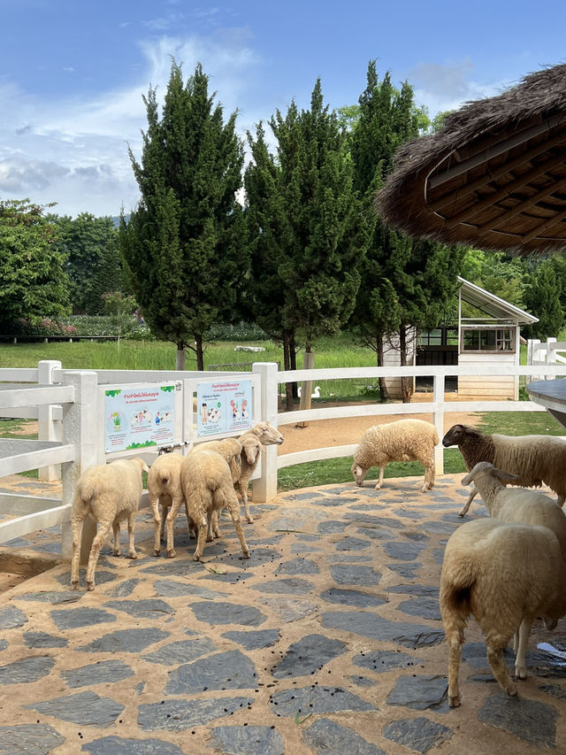 Bucolic, a lovely place in Khao Yai 🇹🇭