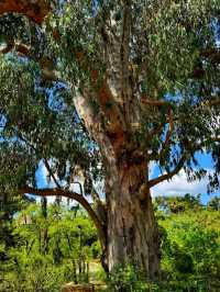 🌿 Botanical Garden of the University of Coimbra: A Living Lab of Peace and Science 