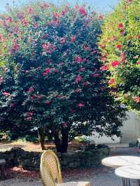 More Than Just Flowers: A Charming Cafe Experience