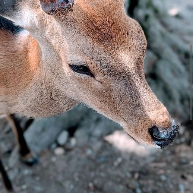 Nara Deer Park – Nara📍 Destination: Nara, Japan💴 Budget: Free park access + ~$2 for deer crackers