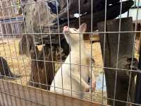 Wholesome Fun at theMINS Petting Zoo, Kota Damansara