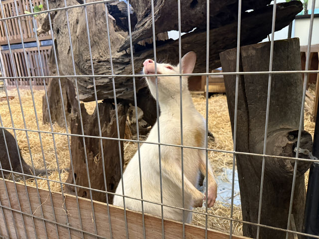 Wholesome Fun at theMINS Petting Zoo, Kota Damansara