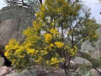 Girraween National Park (QLD)