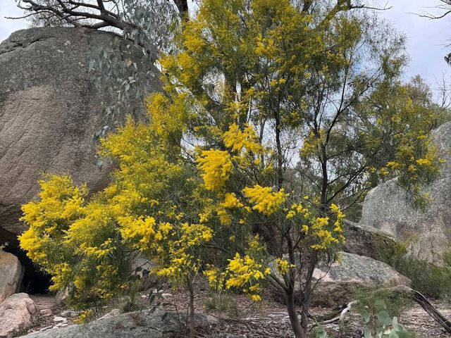 Girraween National Park (QLD)