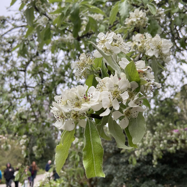 Dreamy Nature in Royal Botanic Gardens (Edinburgh)