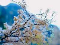 เที่ยวอุทยานปี้เผิงโกว (Bipenggou)
