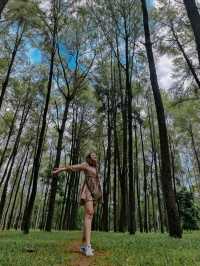 ธรรมชาติโอบกอดที่สวนสนแม่แตง🌲