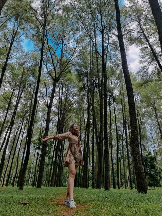 ธรรมชาติโอบกอดที่สวนสนแม่แตง🌲