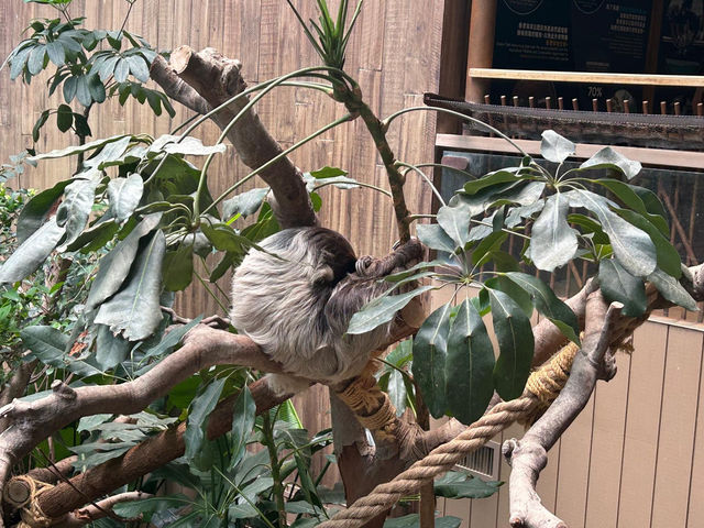 香港海洋公園看動物,玩機動遊戲 香港海洋公園看動物,玩機動遊戲