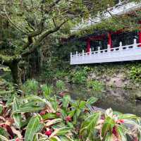 🌸⛰️ Yangming Park – The Heart of Yangmingshan 🌳✨