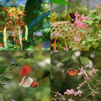 Butterfly Wonderland at Entopia: A Must-Visit in Penang 🦋🌺