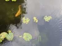The Botanical Garden of the University of Copenhagen