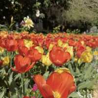 Araluen Botanic Park