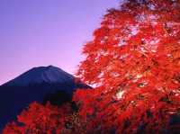 富士山と紅葉🗻🍁この景色はずるい！