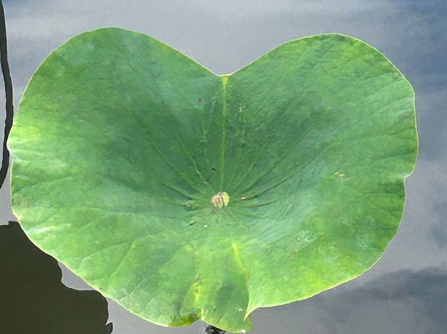 Sir Seewoosagur Ramgoolam Botanical Garden