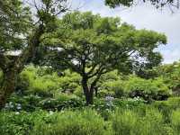Jeju herb garden