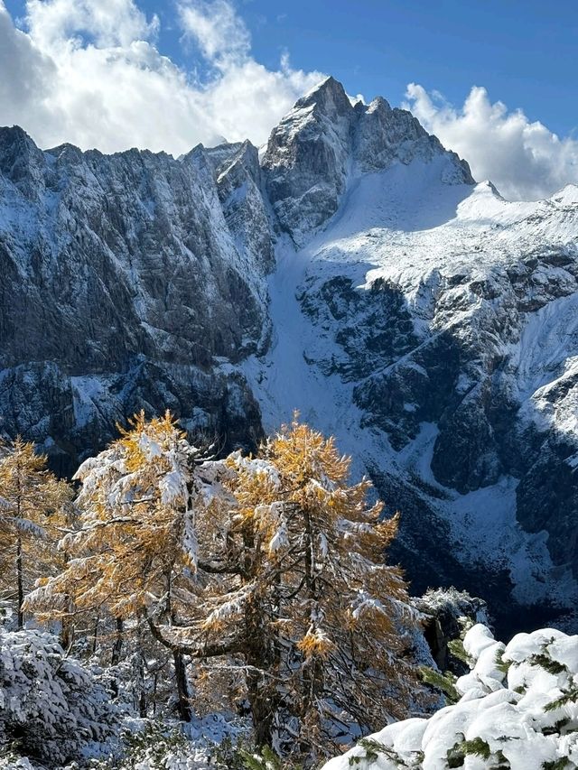 European larch European larch