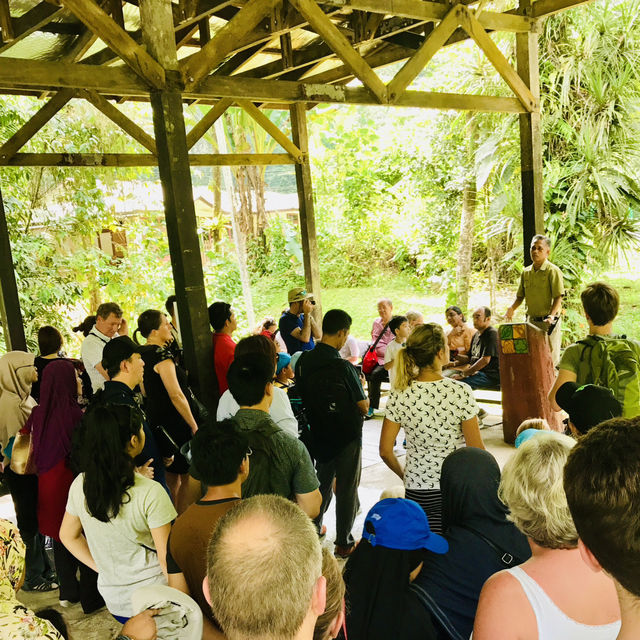 🗺️ The Ultimate Borneo Journey: Days of Discovery