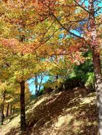 산책만으로도 힐링