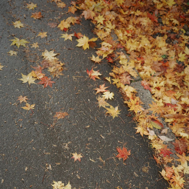 秋日限定南知多町楓葉賞景🏞️ 秋日限定南知多町楓葉賞景🏞️