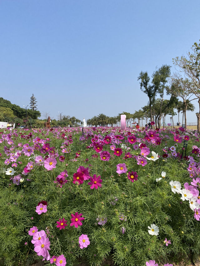 期間限定,去日月貝,別忘走上環島綠道看花海🌺🌸