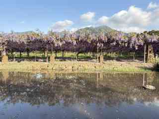 2026 Recommended Wisteria flower viewing in Zihteng Coffee Farm