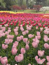 ชี้เป้าจุดชมดอกไม้ในปักกิ่ง ช่วงฤดูใบไม้ผลิ 🌷