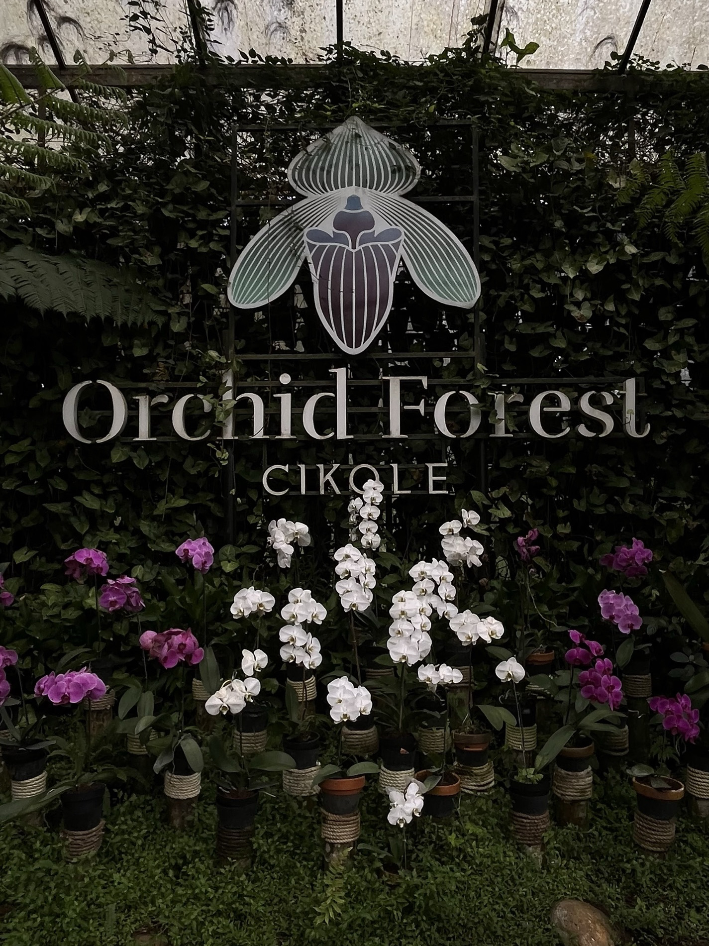 Orchid Forest Cikole — A Beautiful Pine Forest Near Bandung