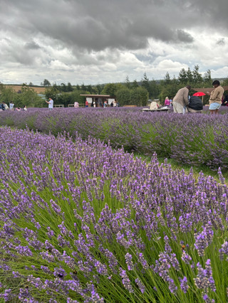Cotswold Lavender, Snowshill — A short but beautiful summer escape 💜