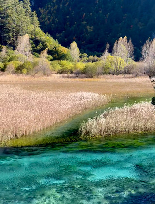 Jiuzhaigou, China 🇨🇳 | Turquoise Lakes and Colourful Forests