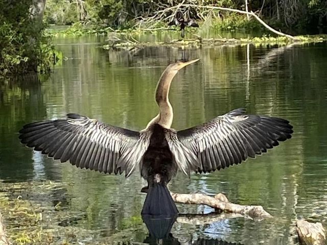 Kayaking in Gainesville- Seeing alligators🐊 