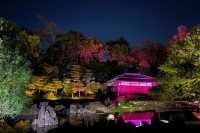 garden light show at night