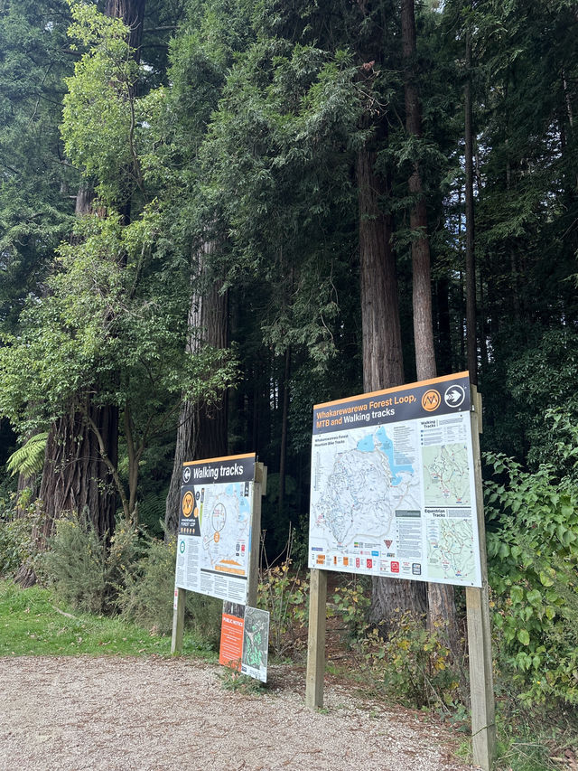 端午節假期💜遊歷紐西蘭紅木森林公園🌲