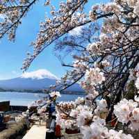 《新倉富士淺間神社》🌸絕美的櫻花，配著壯麗的富士山🗻