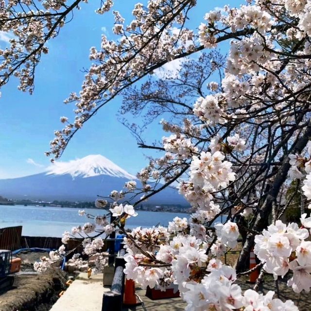 《新倉富士淺間神社》🌸絕美的櫻花，配著壯麗的富士山🗻