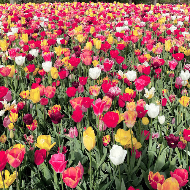 Keukenhof Tulip fields