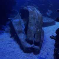 Up-close and personal with the marine world!