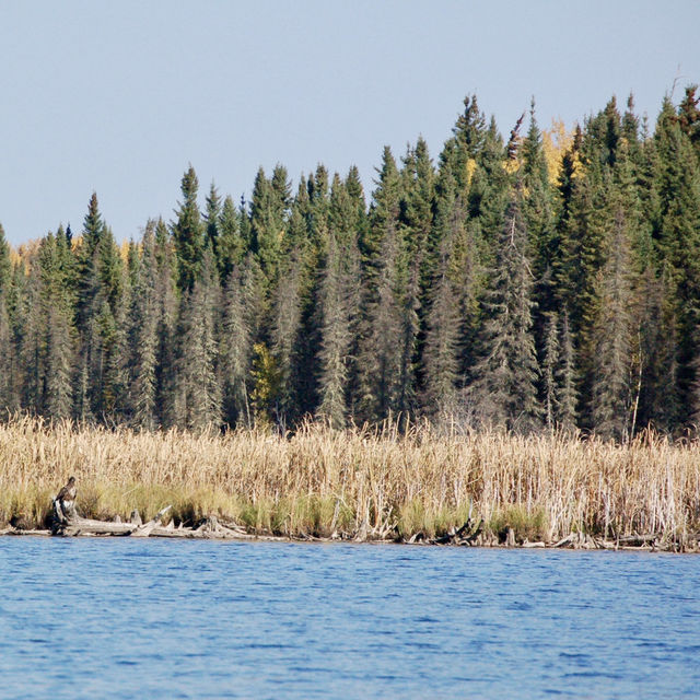 Serenity on the Waters of Red Lake in Autumn 🍁🛥️