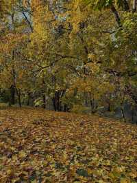 가을 모스크바 탐험 🍂