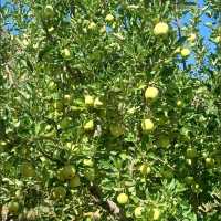 Apple trees in orchards are a common sight in many regions