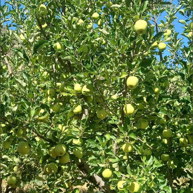 Apple trees in orchards are a common sight in many regions