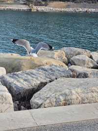 PORTOVENERE : A Castle at the peak of an Italian coast