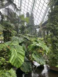 🌿✨ Cloud Forest Singapore: A Misty Wonderland in the Tropics