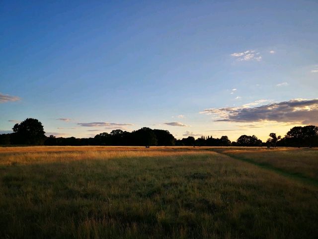 Bushy Park: A Green Oasis in the Heart of London