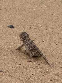 The Secret Life in the Desert — Living Desert Tour in Namibia 🏜️